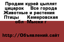 Продам курей цыплят,цицарок. - Все города Животные и растения » Птицы   . Кемеровская обл.,Мыски г.